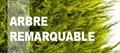 Participer à l'inventaire des arbres remarquables du territoire.