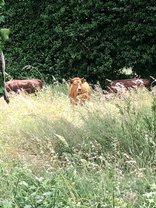 Photo 3 - Opération éco-pâturage dans la ZAE de Bouillargues