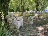 Opération écopâturage 2022 au Bois des noyers