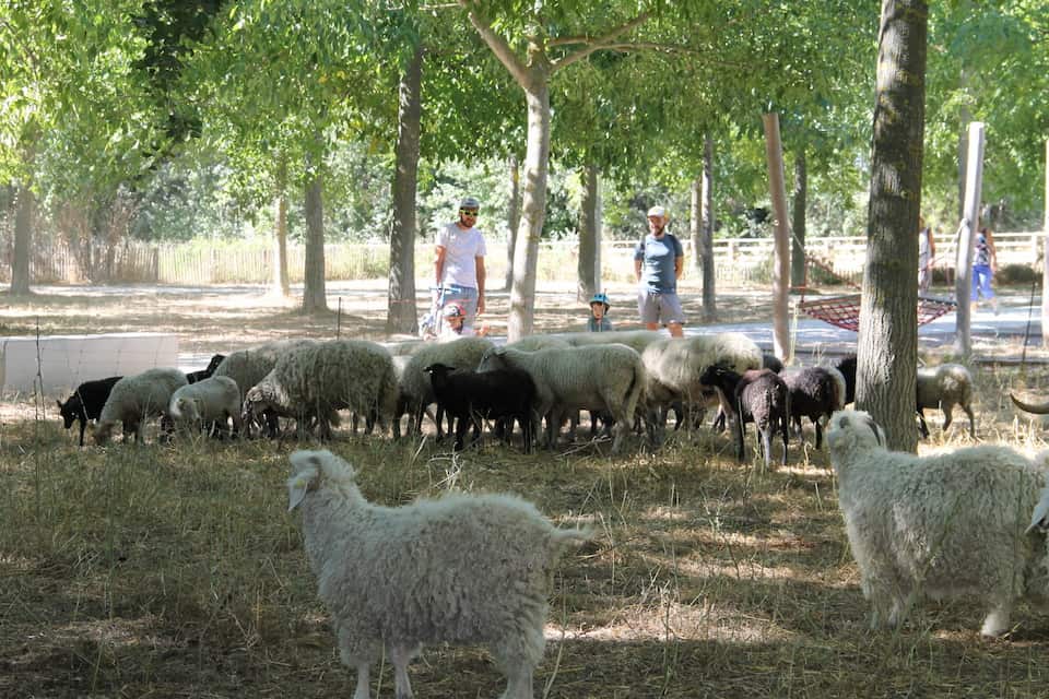 Agrandir l'image 4