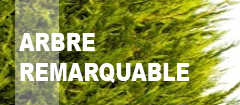 Participer à l'inventaire des arbres remarquables du territoire.